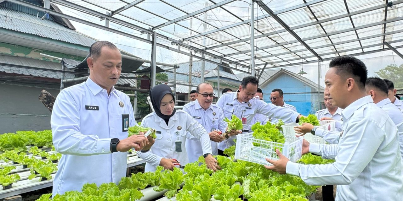 Dukung Penuh Ketahanan Pangan, Kakanwil Ditjenpas Lampung dan Kalapas Panen Anggur serta Pakcoy di Lapas Kelas I Bandar Lampung