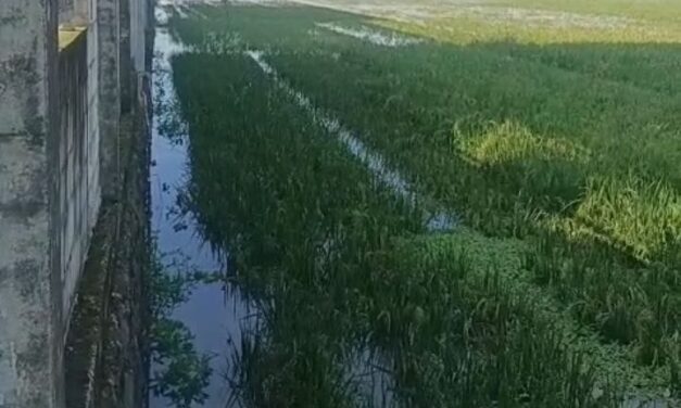 Ratusan Hektar Sawah di Kroya Cilacap Terendam Banjir Akibat Kali Tipar Lebih Tinggi dari Lahan Warga, Petani Desak Normalisasi Segera!