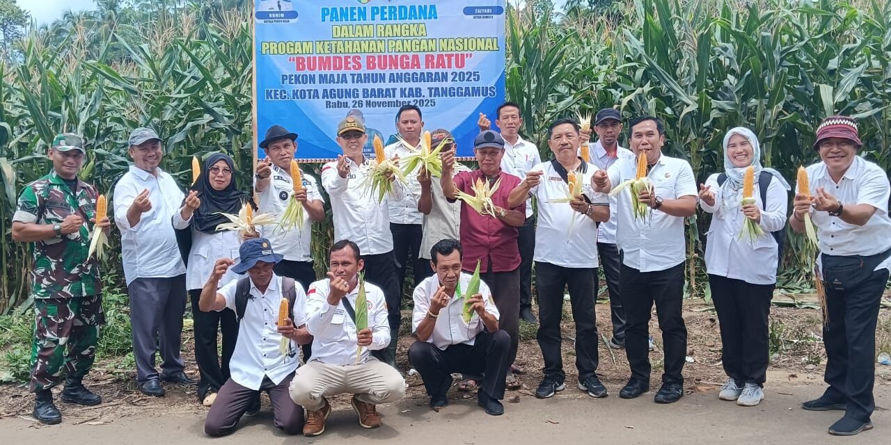 Camat Kotaagung Barat Tinjau Rencana Panen Raya Jagung BUMDes Bunga Ratu Pekon Maja