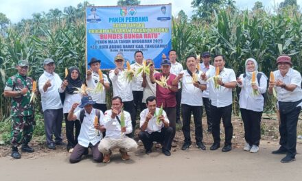 Camat Kotaagung Barat Tinjau Rencana Panen Raya Jagung BUMDes Bunga Ratu Pekon Maja