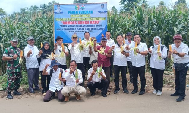 Camat Kotaagung Barat Tinjau Rencana Panen Raya Jagung BUMDes Bunga Ratu Pekon Maja