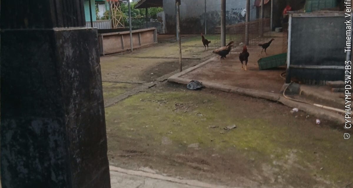 Menjelang Ramadhan, Aktivitas Judi Sabung Ayam di Kahuripan Cipocok Diduga Tutup Sementara