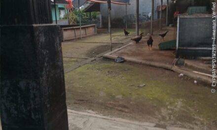 Menjelang Ramadhan, Aktivitas Judi Sabung Ayam di Kahuripan Cipocok Diduga Tutup Sementara