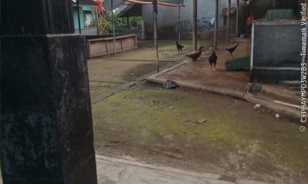 Menjelang Ramadhan, Aktivitas Judi Sabung Ayam di Kahuripan Cipocok Diduga Tutup Sementara